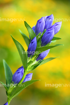リンドウ リンドウの近縁 の画像素材 葉 花 植物の写真素材ならイメージナビ