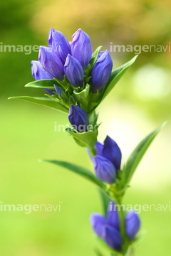リンドウ リンドウの近縁 の画像素材 花 植物の写真素材ならイメージナビ