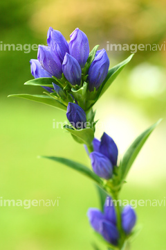 リンドウ リンドウの近縁 の画像素材 葉 花 植物の写真素材ならイメージナビ