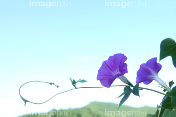 夏のイメージ総特集 朝顔 の画像素材 葉 花 植物の写真素材ならイメージナビ