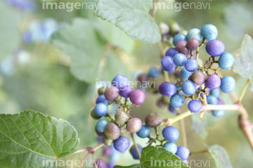 野葡萄 の画像素材 葉 花 植物の写真素材ならイメージナビ