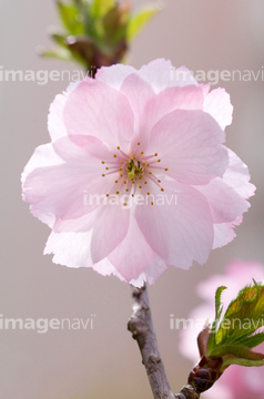 八重桜 の画像素材 花 植物の写真素材ならイメージナビ