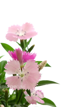 ナデシコ の画像素材 花 植物の写真素材ならイメージナビ