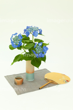 アジサイ 生け花 フラワーアレンジメント の画像素材 花 植物の写真素材ならイメージナビ