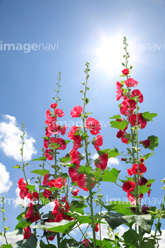 タチアオイ 青色 ロイヤリティフリー の画像素材 花 植物の写真素材ならイメージナビ