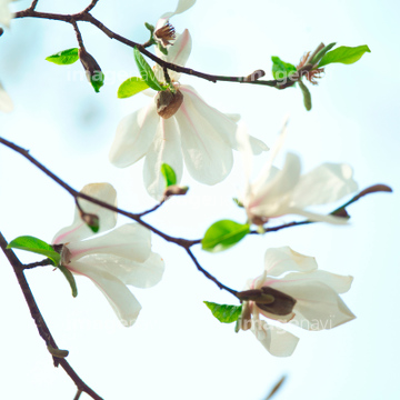 モクレン科 花 の画像素材 花 植物 イラスト Cgの写真素材ならイメージナビ