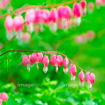ケマンソウ の画像素材 花 植物の写真素材ならイメージナビ