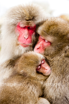 子猿 の画像素材 陸の動物 生き物の写真素材ならイメージナビ