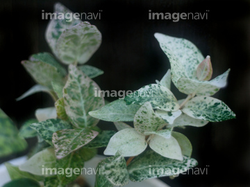 ハツユキカズラ の画像素材 葉 花 植物の写真素材ならイメージナビ