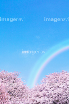 桜 空 自然 虹 の画像素材 自然 風景 イラスト Cgの写真素材ならイメージナビ