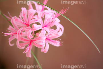 ネリネ 花 の画像素材 花 植物の写真素材ならイメージナビ