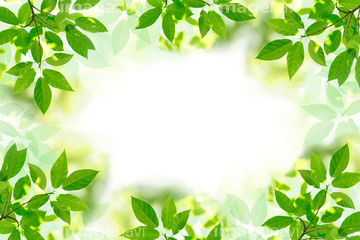 囲み罫 葉 木漏れ日 の画像素材 花 植物 イラスト Cgの写真素材ならイメージナビ