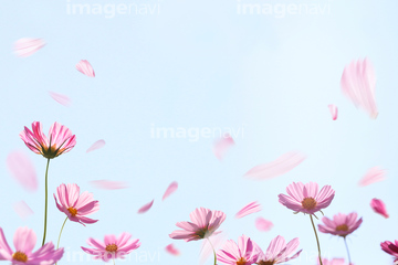 コスモス 青色 の画像素材 花 植物の写真素材ならイメージナビ