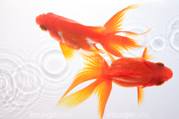 金魚 の画像素材 生き物 イラスト Cgの写真素材ならイメージナビ