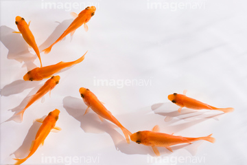 金魚 の画像素材 生き物 イラスト Cgの写真素材ならイメージナビ