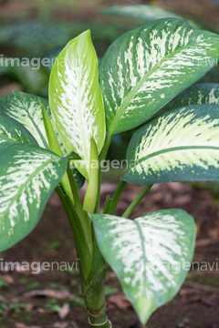 ディフェンバキア の画像素材 その他植物 花 植物の写真素材ならイメージナビ