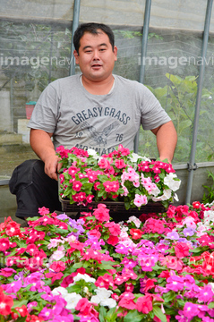 花農家 の画像素材 花 植物の写真素材ならイメージナビ