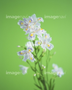 アヤメ シャガ 黄色 の画像素材 花 植物 イラスト Cgの写真素材ならイメージナビ