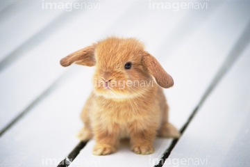 ロップイヤー かわいい の画像素材 ペット 生き物の写真素材ならイメージナビ