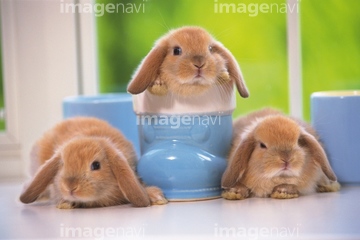 ロップイヤー かわいい の画像素材 ペット 生き物の写真素材ならイメージナビ