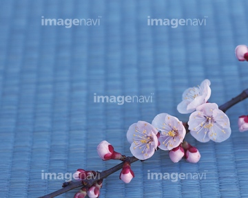花 俯瞰 ピンク 梅の花 の画像素材 飲み物 食べ物の写真素材ならイメージナビ