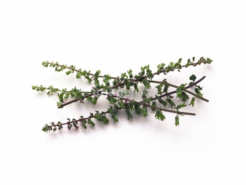 穂紫蘇 の画像素材 調味料 香辛料 食べ物の写真素材ならイメージナビ