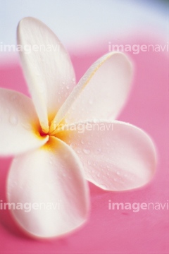 プルメリア 白色 の画像素材 花 植物の写真素材ならイメージナビ