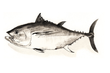 イラスト Cg 水墨画 魚 シーフード の画像素材 イラスト素材ならイメージナビ