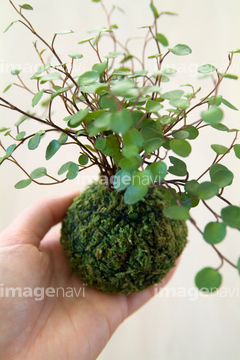苔玉 の画像素材 その他植物 花 植物の写真素材ならイメージナビ