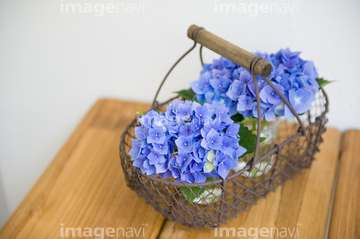 アジサイ 生け花 フラワーアレンジメント の画像素材 花 植物の写真素材ならイメージナビ