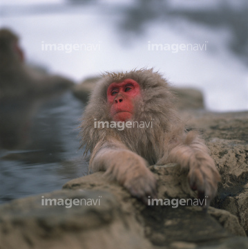猿 温泉 硬い 温かい 物性 ロイヤリティフリー の画像素材 正月 行事 祝い事の写真素材ならイメージナビ 猿 温泉 硬い 温かい 物性 ロイヤリティフリー の画像素材 正月 行事 祝い事の写真素材ならイメージナビ