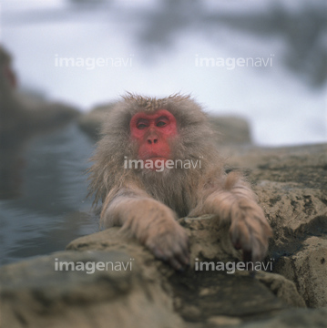 猿 温泉 硬い 温かい 物性 ロイヤリティフリー の画像素材 正月 行事 祝い事の写真素材ならイメージナビ