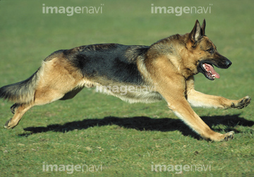シェパード 走る 動作 ジャーマンシェパード の画像素材 陸の動物 生き物の写真素材ならイメージナビ