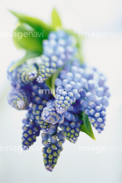 ヒヤシンス 青色 の画像素材 その他植物 花 植物の写真素材ならイメージナビ