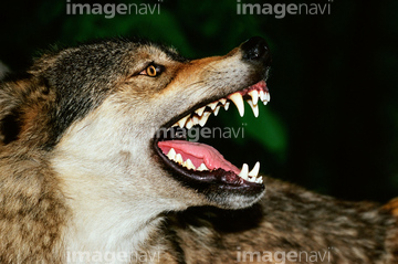 オオカミ の画像素材 陸の動物 生き物の写真素材ならイメージナビ