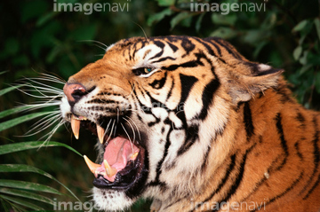 トラ 顔 横顔 の画像素材 陸の動物 生き物の写真素材ならイメージナビ