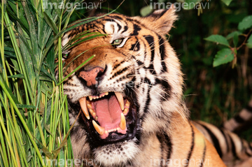 生き物 陸の動物 ライオン トラ 吠える の画像素材 写真素材ならイメージナビ