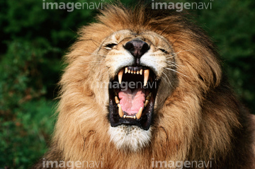 生き物 陸の動物 ライオン トラ 1 絶滅危惧種 の画像素材 写真素材ならイメージナビ
