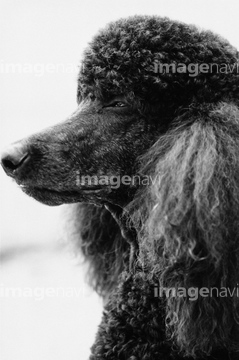 生き物 ペット 犬 トイプードル 横顔 の画像素材 写真素材ならイメージナビ