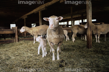 羊小屋 の画像素材 家畜 生き物の写真素材ならイメージナビ