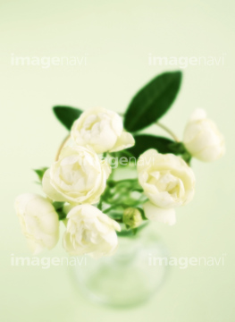クチナシ 花 の画像素材 花 植物の写真素材ならイメージナビ
