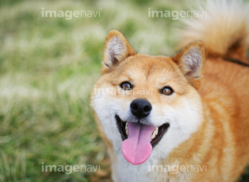 犬 俯瞰 日本犬 の画像素材 ペット 生き物の写真素材ならイメージナビ
