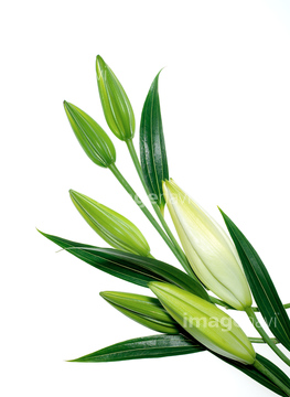 花 植物 花 つぼみ の画像素材 写真素材ならイメージナビ