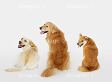 大型犬 後ろ姿 ゴールデンレトリーバー ラブラドルレトリーバー の画像素材 写真素材ならイメージナビ