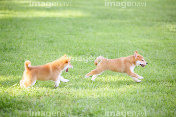 柴犬 全身 の画像素材 ペット 生き物の写真素材ならイメージナビ