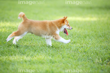 犬 走る 日本犬 横向き の画像素材 陸の動物 生き物の写真素材ならイメージナビ