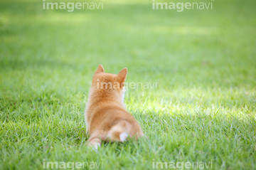 犬 小型犬 柴犬 後ろ向き の画像素材 正月 行事 祝い事の写真素材ならイメージナビ