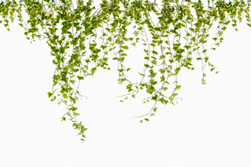 ツタ の画像素材 葉 花 植物の写真素材ならイメージナビ