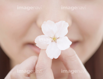 花 摘む つまむ 桜 の画像素材 季節 人物の写真素材ならイメージナビ