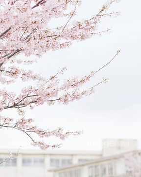 春 の画像素材 日本 国 地域の写真素材ならイメージナビ